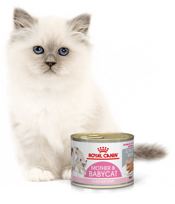 Royal canin clearance baby cat instinctive