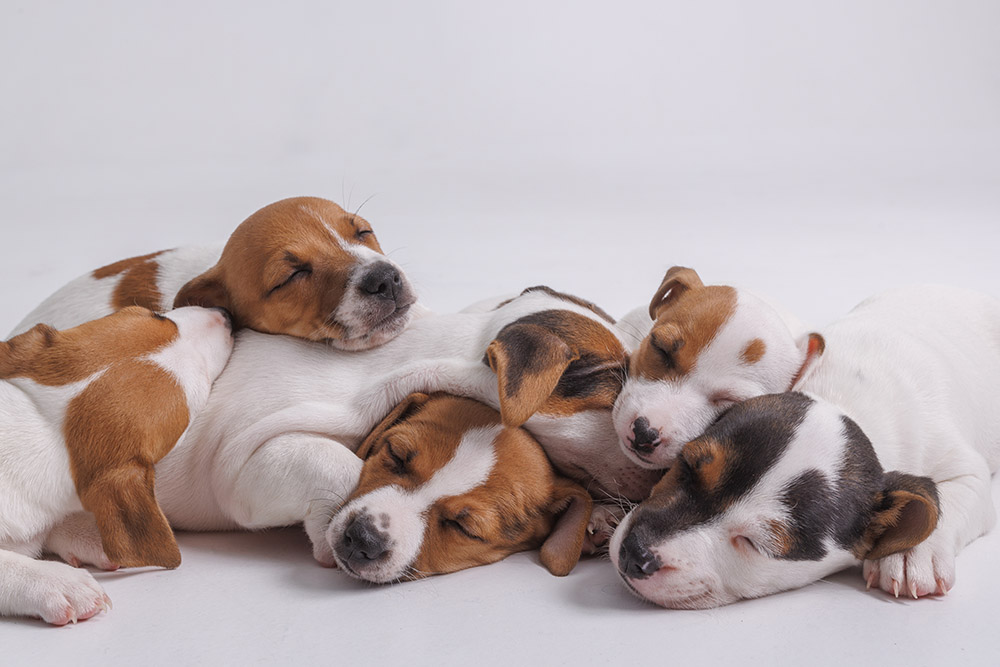 sleeping-puppies-1000px
