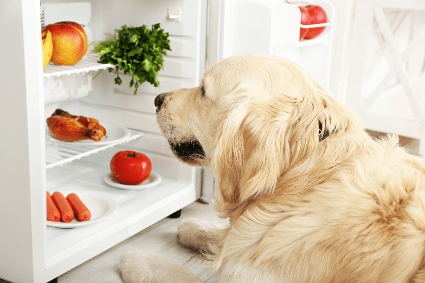 Které ovoce může pes jíst a kterému se musí vyhnout?