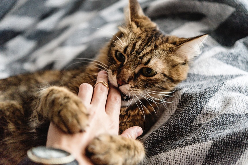 Kočka kouše - jak zastavit kousání a škrábání mé kočky? tipy od behavioristy!