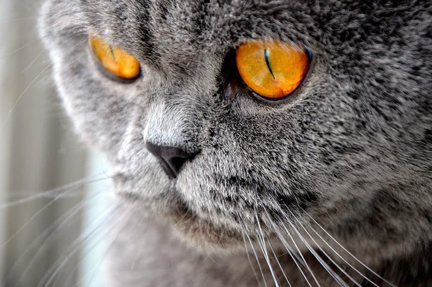 Jaké jsou příznaky krví podlitých očí u kočky?
