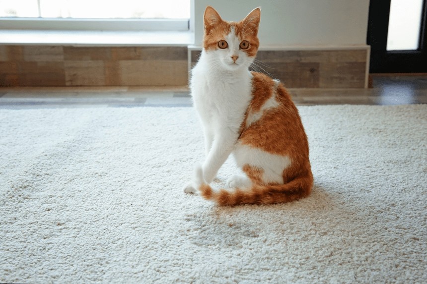 Jak zabránit kočce v močení v domě? Zjistěte důvody tohoto chování