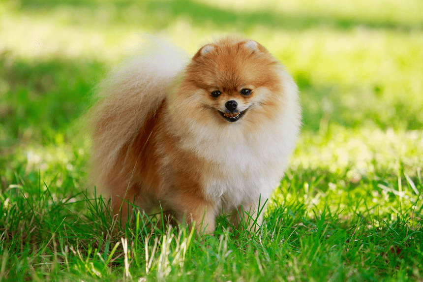 POMERANIAN NEBO TRPASLIČÍ ŠPIC - KRMENÍ. JAKÁ BY MĚLA BÝT JEHO STRAVA?