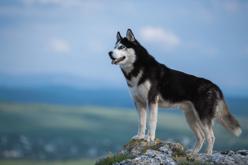 SIBIŘSKÝ HUSKY VŠE O PLEMENI, TAJEMSTVÍ PÉČE O PLEMENO