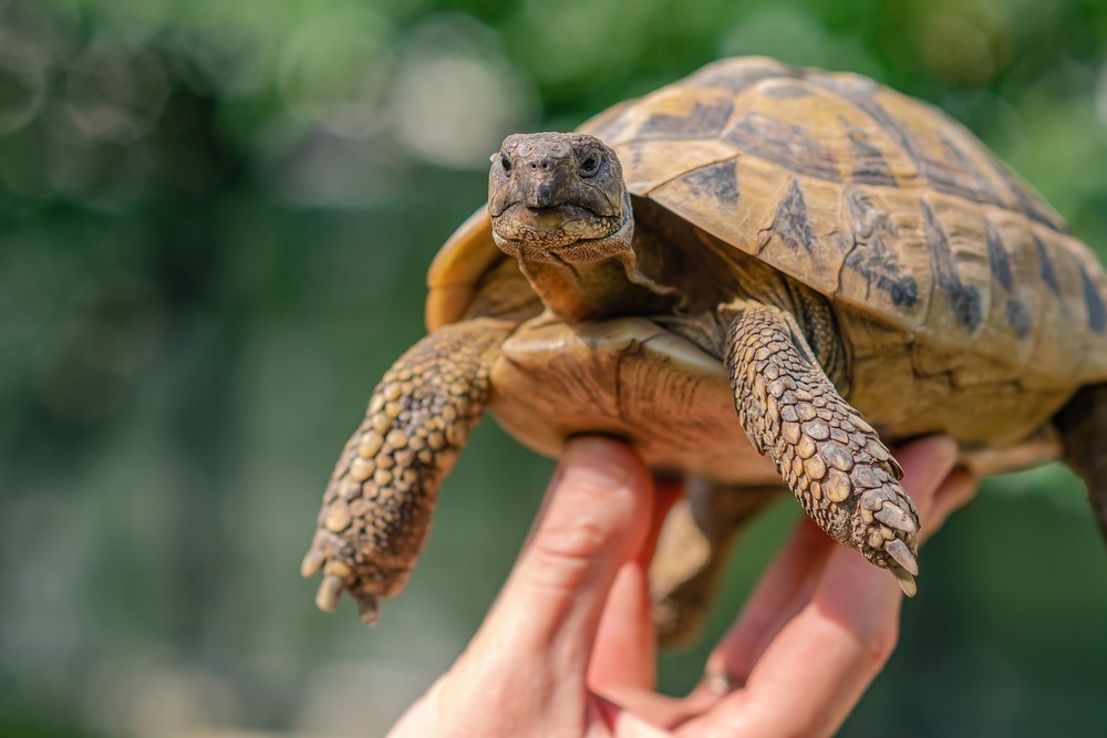 Řecká želva (Testudo Hermanni) - chov, výskyt a životní prostředí